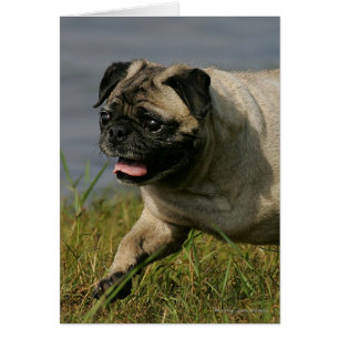 Pug Playing Near Water