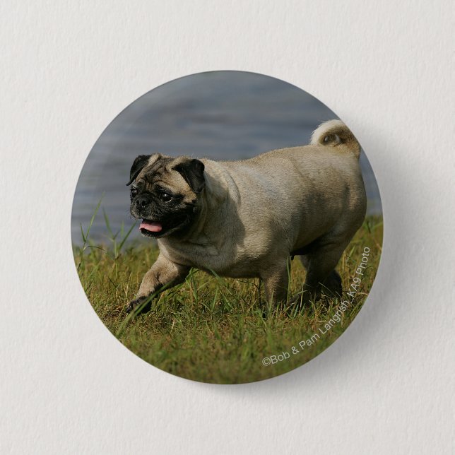 Pug Playing Near Water 6 Cm Round Badge (Front)