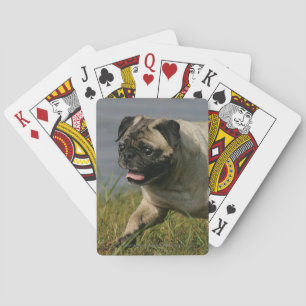 Pug Playing Near Water Cards