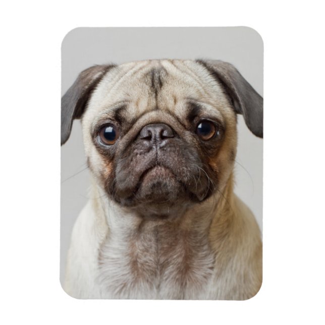 Pug Portrait Magnet (Vertical)