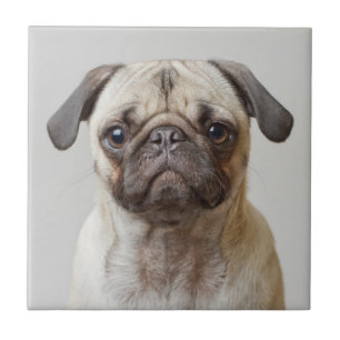Pug Portrait Tile