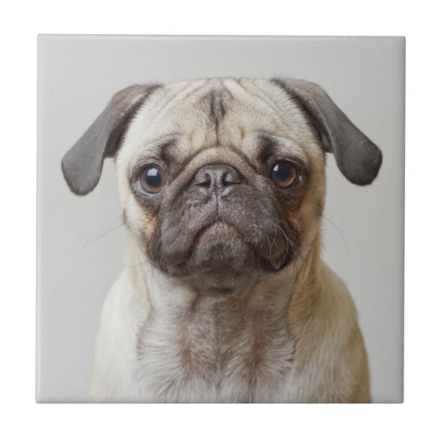 Pug Portrait Tile (Front)