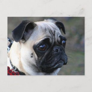 Pug postcard