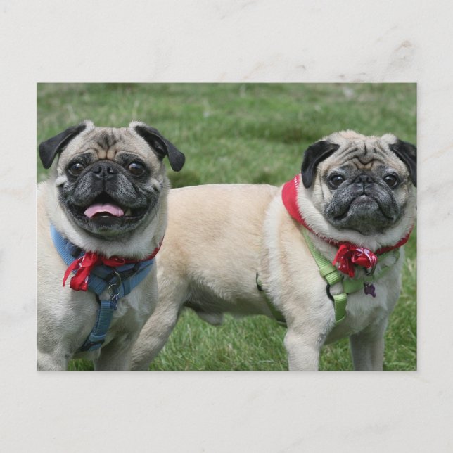 Pug Postcard (Front)