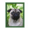 Pug postcard