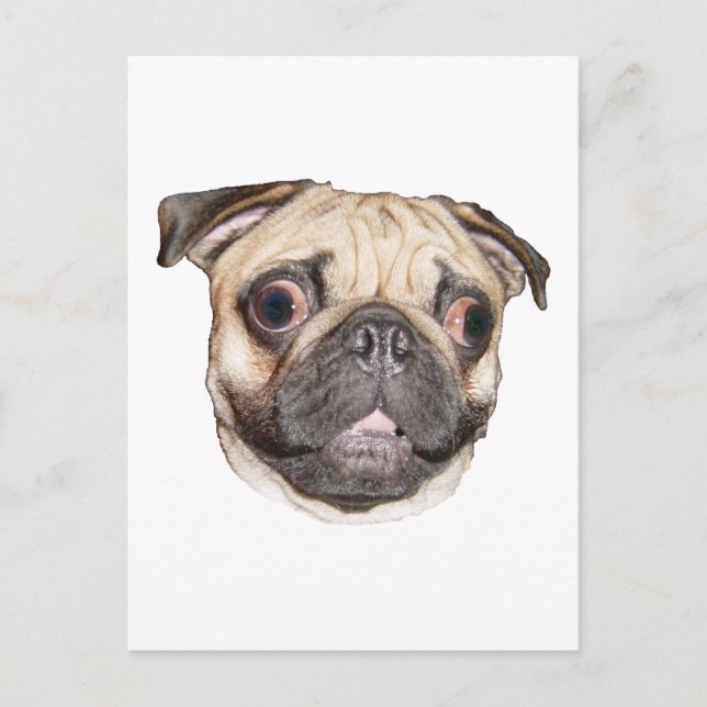 Pug Postcard (Front)