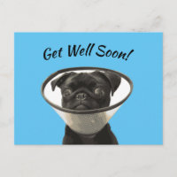 Pug