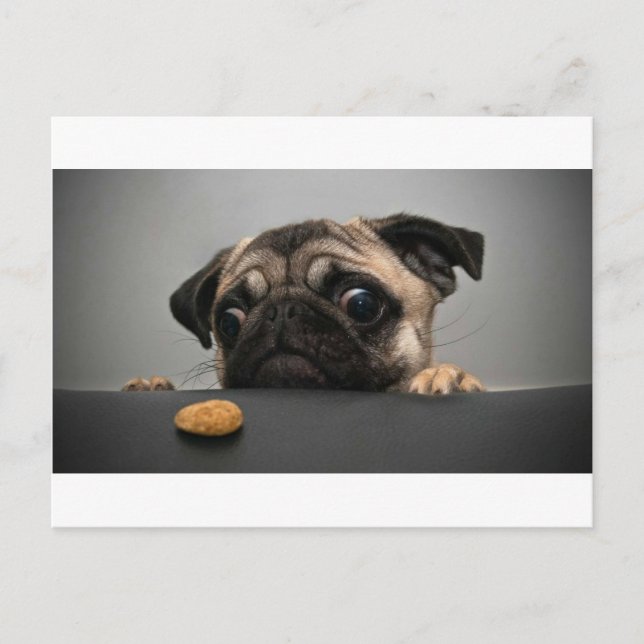 Pug Postcard (Front)