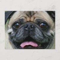 Pug