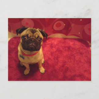Pug Postcard Machi