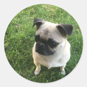 Pug Pup Classic Round Sticker