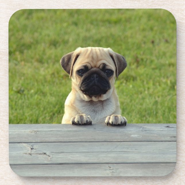 Pug Pup Coaster (Front)