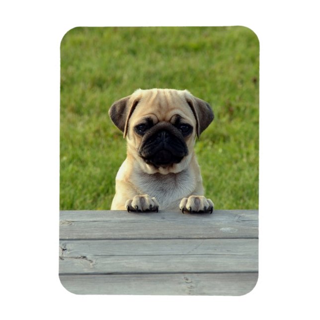 Pug Pup Photo Magnet (Vertical)