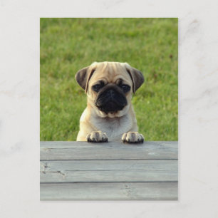 Pug Pup Postcard