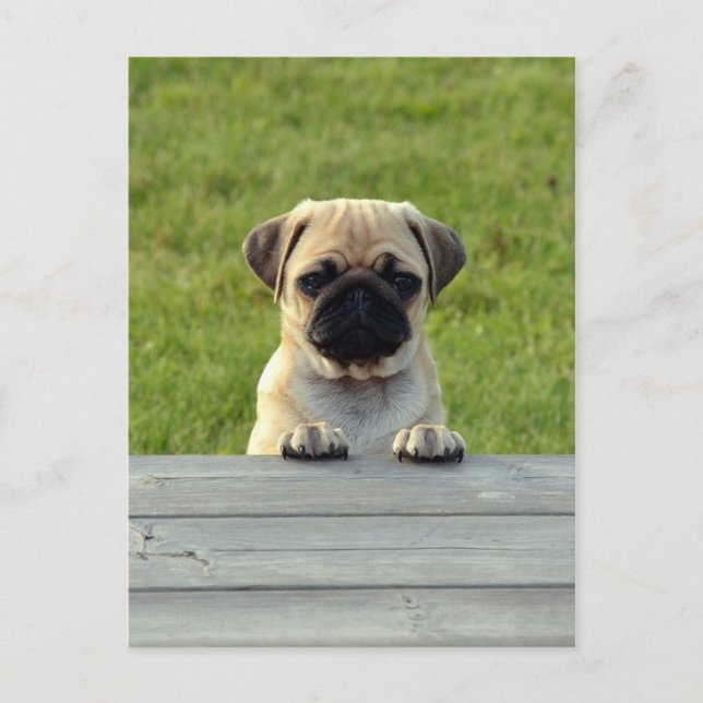 Pug Pup Postcard (Front)