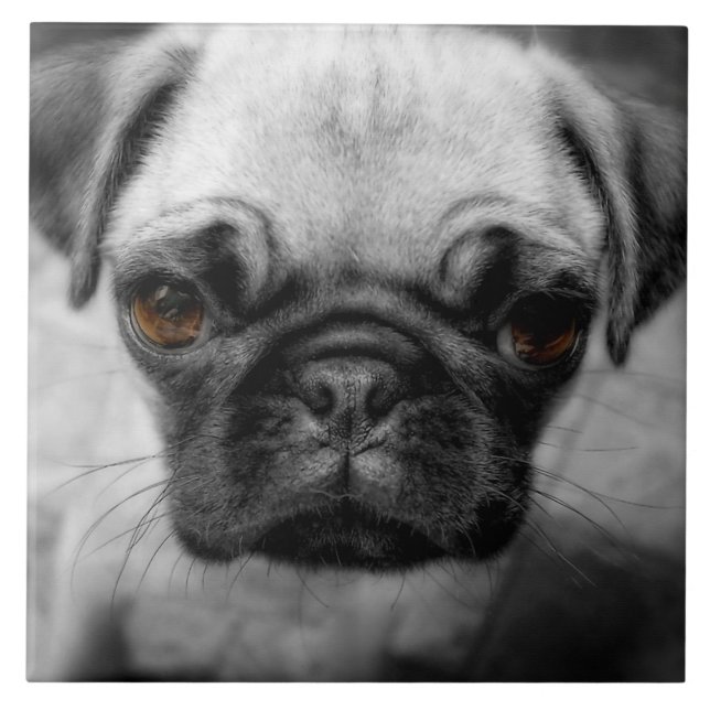 Pug Pup Tile (Front)