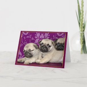 Pug puppies greeting card