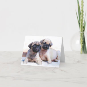 Pug puppies note card