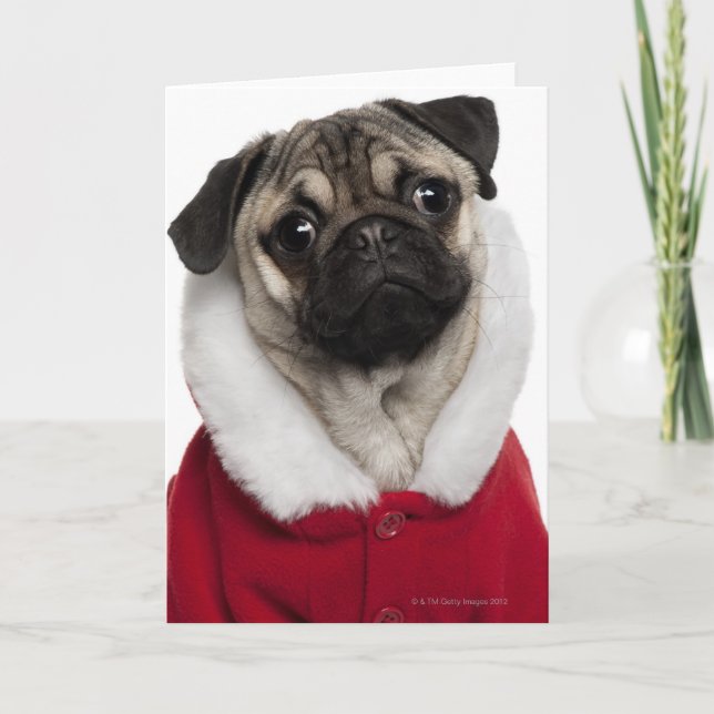 Pug puppy (6 months old) wearing a Christmas Holiday Card (Front)