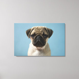 Pug Puppy Against Blue Background Canvas Print