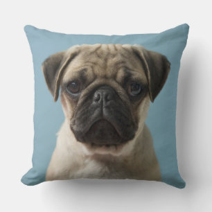Pug Puppy Against Blue Background Cushion