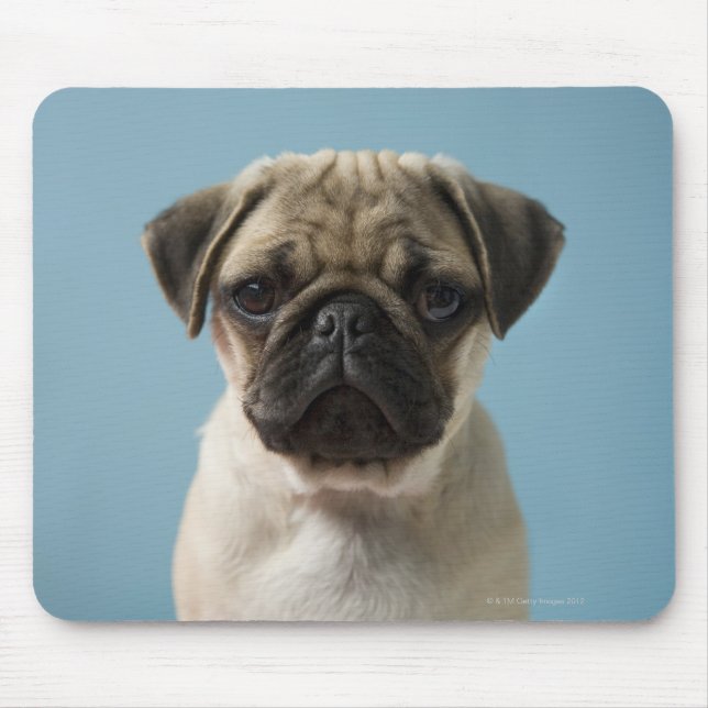 Pug Puppy Against Blue Background Mouse Pad (Front)