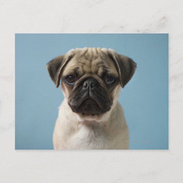 Pug Puppy Against Blue Background Postcard (Front)