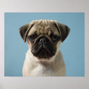 Pug Puppy Against Blue Background Poster