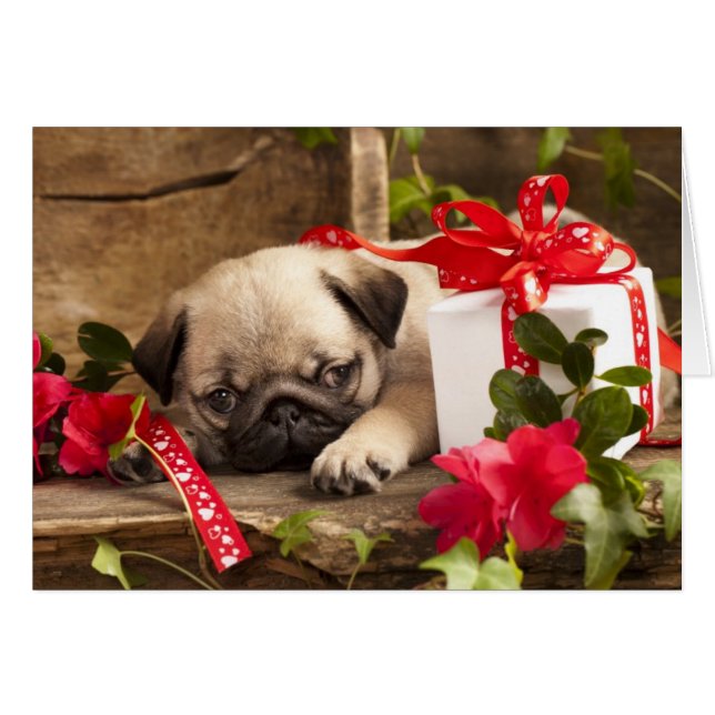Pug Puppy and Gift  Box (Front Horizontal)