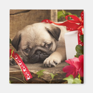 Pug Puppy and Gift Box Magnet