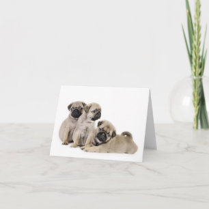 Pug Puppy Card