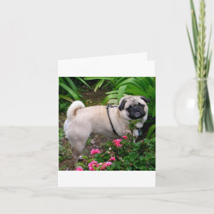 Pug Puppy Dog Blank Greeting Note Card