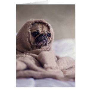 Pug puppy Dog Cuddling in a warm towel Blanket
