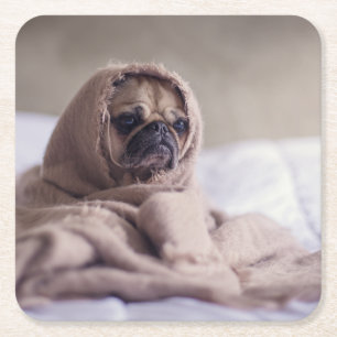 Pug puppy Dog Cuddling in a warm towel Blanket Square Paper Coaster