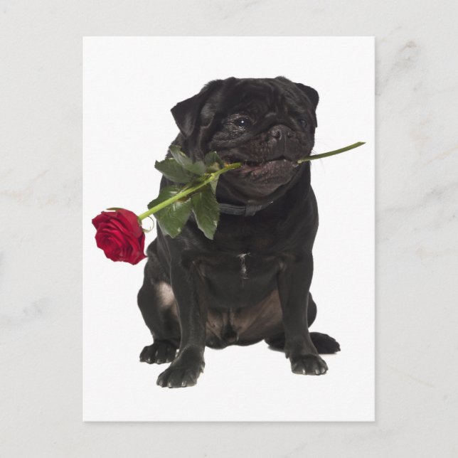 Pug Puppy Dog Greeting Postcard (Front)