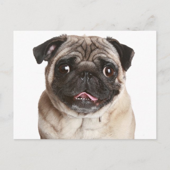 Pug Puppy Dog Greeting Postcard (Front)