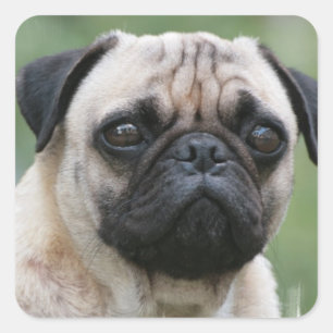 Pug Puppy Dog Stickers