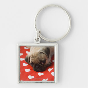 Pug puppy lying on bed, close up key ring