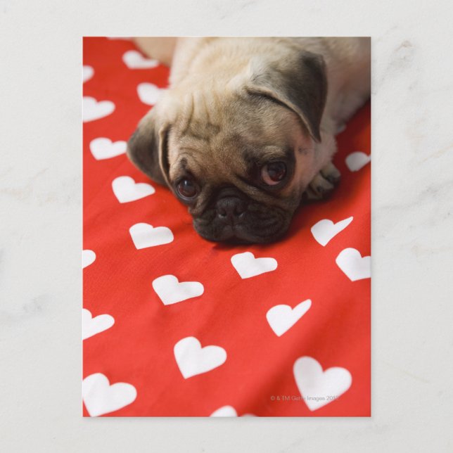 Pug puppy lying on bed, close up postcard (Front)