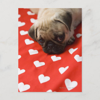Pug puppy lying on bed, close up postcard