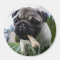 Pug Puppy