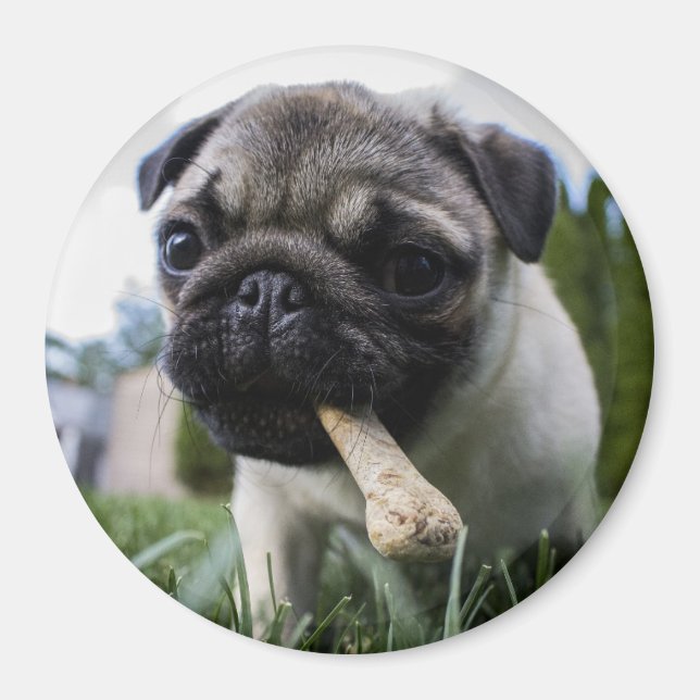 Pug Puppy Magnet (Front)