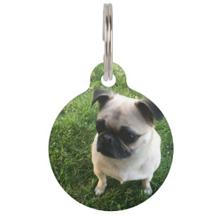 Pug Puppy Pet Tag