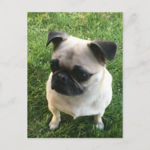 Pug Puppy Photo Postcard