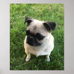 Pug Puppy Photo Poster