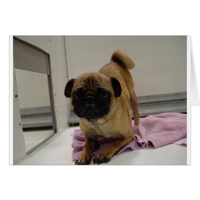 pug puppy.png (Front Horizontal)