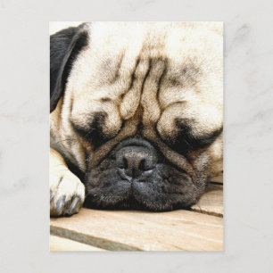 Pug puppy postcard