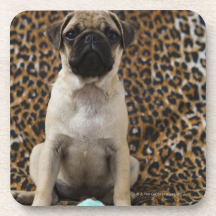 Pug puppy sitting against animal print 2 coaster