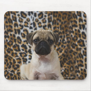 Pug puppy sitting against animal print mouse pad