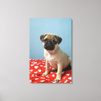 Pug puppy sitting on bed canvas print